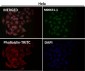 Anti-Sumo 1 Rabbit Monoclonal Antibody