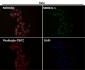 Anti-Sumo 1 Rabbit Monoclonal Antibody