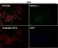 Anti-Sumo 1 Rabbit Monoclonal Antibody