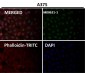 Anti-Sumo 1 Rabbit Monoclonal Antibody