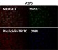 Anti-Sumo 1 Rabbit Monoclonal Antibody