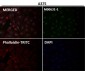 Anti-Sumo 1 Rabbit Monoclonal Antibody