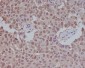 Anti-Sumo 1 Rabbit Monoclonal Antibody