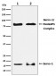 Anti-Sumo 1 Rabbit Monoclonal Antibody