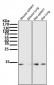 Anti-Sumo 1 Rabbit Monoclonal Antibody