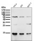 Anti-Sumo 1 Rabbit Monoclonal Antibody