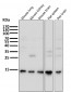 Anti-Sumo 1 Rabbit Monoclonal Antibody