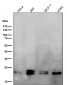 Anti-RAB11A Rabbit Monoclonal Antibody