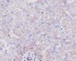 Anti-SCARB1/Sr Bi Rabbit Monoclonal Antibody