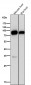 Anti-SCARB1/Sr Bi Rabbit Monoclonal Antibody