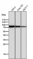 Anti-SCARB1/Sr Bi Rabbit Monoclonal Antibody