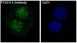 Anti-FoxO1a Rabbit Monoclonal Antibody