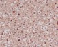 Anti-FoxO1a Rabbit Monoclonal Antibody