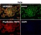 Anti-TOMM20/Tom20 Rabbit Monoclonal Antibody