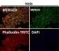 Anti-TOMM20/Tom20 Rabbit Monoclonal Antibody