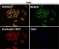 Anti-TOMM20/Tom20 Rabbit Monoclonal Antibody