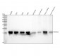 Anti-TOMM20/Tom20 Rabbit Monoclonal Antibody