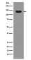 Anti-Dnmt3a Rabbit Monoclonal Antibody