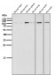 Anti-Dnmt3a Rabbit Monoclonal Antibody