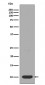 Anti-DYNLL1/Pin Rabbit Monoclonal Antibody