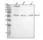 Anti-BCL2A1/Bcl 2 Related Protein A1 Rabbit Monoclonal Antibody