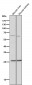 Anti-BCL2A1/Bcl 2 Related Protein A1 Rabbit Monoclonal Antibody