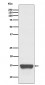 Anti-TWEAKR Rabbit Monoclonal Antibody