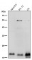 Anti-TWEAKR Rabbit Monoclonal Antibody