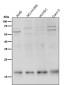 Anti-TWEAKR Rabbit Monoclonal Antibody