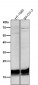 Anti-TWEAKR Rabbit Monoclonal Antibody