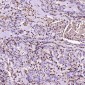 Anti-S100A4 Rabbit Monoclonal Antibody