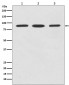 Anti-STAT5b Rabbit Monoclonal Antibody