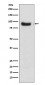 Anti-FoxO3a Rabbit Monoclonal Antibody