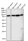 Anti-FoxO3a Rabbit Monoclonal Antibody