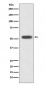 Anti-HSPA14 Rabbit Monoclonal Antibody