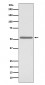 Anti-Cdc25C Rabbit Monoclonal Antibody