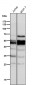 Anti-Cdc25C Rabbit Monoclonal Antibody