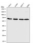Anti-Cdc25B Rabbit Monoclonal Antibody