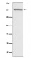 Anti-NOTCH4 Rabbit Monoclonal Antibody