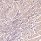 Anti-TSG101 Rabbit Monoclonal Antibody