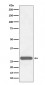 Anti-CITED2 Rabbit Monoclonal Antibody