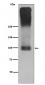 Anti-mGluR2 GRM2 Rabbit Monoclonal Antibody