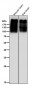 Anti-mGluR2 GRM2 Rabbit Monoclonal Antibody