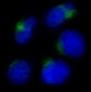 Anti-ADAM17/Tace Rabbit Monoclonal Antibody