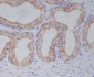 Anti-PGP9.5 UCHL1 Rabbit Monoclonal Antibody