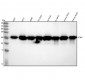 Anti-PGP9.5 UCHL1 Rabbit Monoclonal Antibody