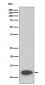 Anti-FKBP12 Rabbit Monoclonal Antibody