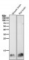 Anti-FKBP12 Rabbit Monoclonal Antibody