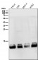 Anti-FKBP12 Rabbit Monoclonal Antibody