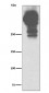 Anti-MUC5AC/Mucin 5Ac Rabbit Monoclonal Antibody